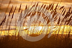 Long Grass in Dunes on Tranquil Beach Sunset or Sunrise