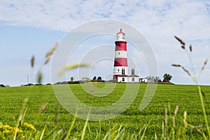 Long grass frames Happisburgh lighthouse photo