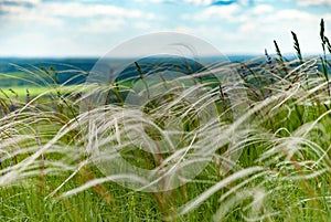 Green summer field with high spike grass