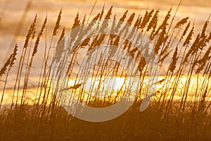 Long Grass Growing in Beach Sand Dunes at Sunset or Sunrise