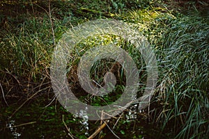 Long grass growing out of swamping water