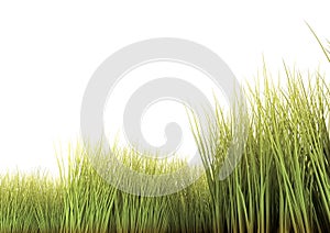 Long Grass
