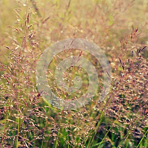 Long grass meadow