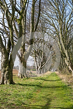 A long grass path under two lines of trees in a scenic rural location