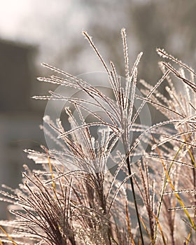 Long grass shining in backlighting of sunshine