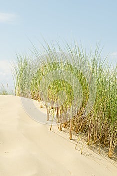 Long grass stems growing in sand dune.