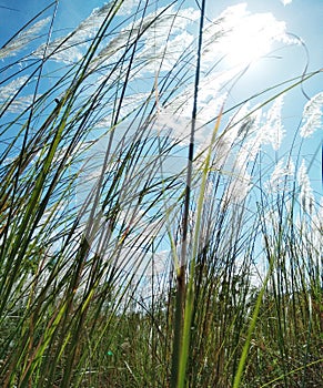 Long Grass and Sun With Breeze photo
