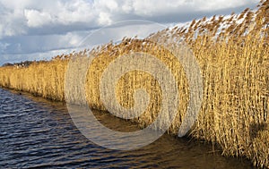 Long grass at the Windmill Holland or Nederland Kinderdijk a UNESCO World Heritage