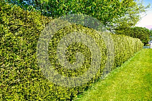 Long gree hedgerow along a street in front of residential house