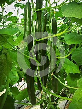 Long green cucumbers are hanging on the stalks
