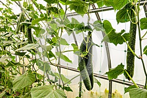 Long green cucumbers on a whips inside greenhouse