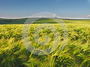 Long green filds of wheat before harvest