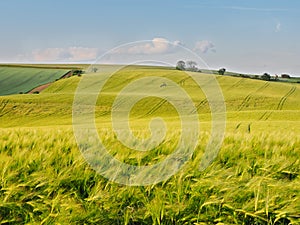 Long green filds of wheat before harvest