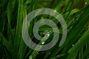 Long, green grass, raindrops