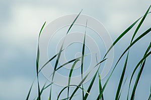 Long green grass and reeds isolated on white background with copy space