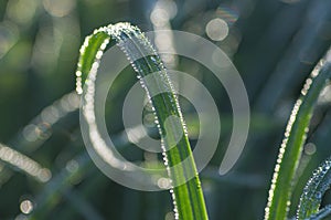 Long green grass by water, blur.