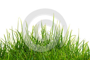 Long green grass on a white background