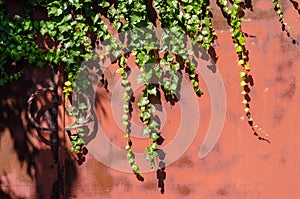 Long green ivy branches weaving on red metal garage door, with sunlight and shadows, beautiful background picture