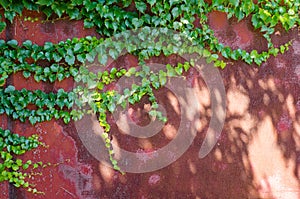 Long green ivy branches weaving on red metal garage door, with sunlight and shadows, beautiful background picture