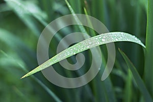 Long green leaf with drops of rain. toning