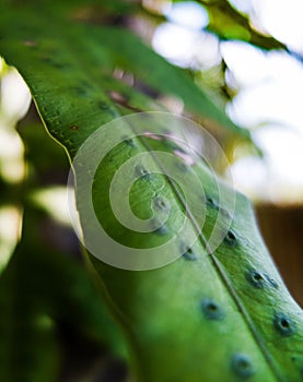 Long Green Leaves with Eyelets on the Surface