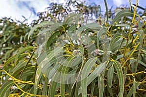 Long green leaves and gum seeds, flower bud of Tasmanian blue gu