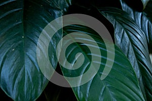 long green leaves with visible internodes