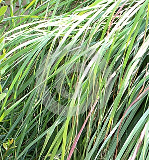 LONG GREEN LEMON GRASS LEAVES