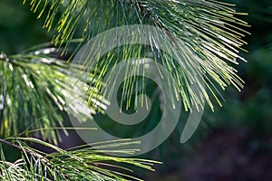 Long green needles of white pine Pinus strobus against sun on blurred green garden. Selective macro focus upper needles on right. photo