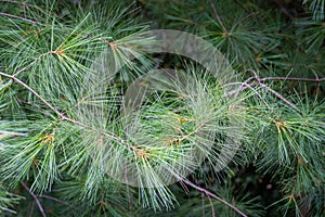 Long green needles of white pine Pinus strobus against sun on blurred green garden. Selective macro focus upper needles on right. photo