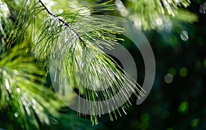 Long green needles of white pine Pinus strobus against sun on blurred green garden photo