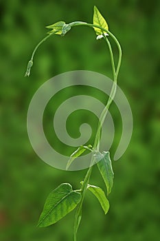 Long green tendril