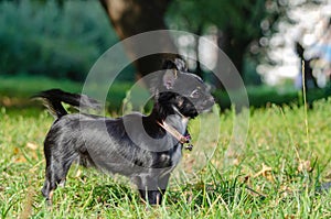 A long-hair apple head chihuahua. Toy dog. Young energetic dog is walking in the meadow.