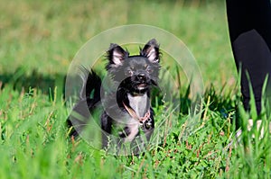 A long-hair apple head chihuahua. Toy dog. Young energetic dog is walking in the meadow.