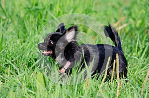 A long-hair apple head chihuahua. Toy dog. Young energetic dog is walking in the meadow.