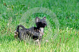 A long-hair apple head chihuahua. Toy dog. Young energetic dog is walking in the meadow.