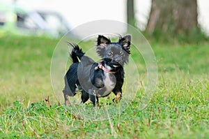 A long-hair apple head chihuahua. Toy dog. Young energetic dog is walking in the meadow.