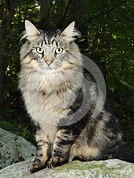 Long hair cat watches quietly from atop a boulder