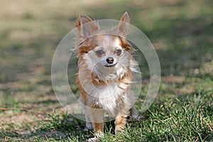 Long hair chihuahua dog.