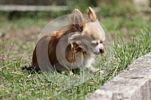 Long hair chihuahua dog.