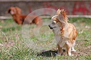 Long hair chihuahua dog.