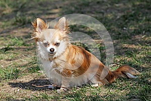 Long hair chihuahua dog.