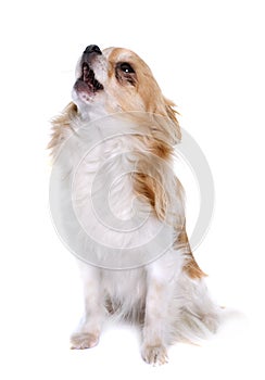 Long hair chihuahua howling