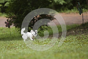 Long hair Chihuahua in the summer time