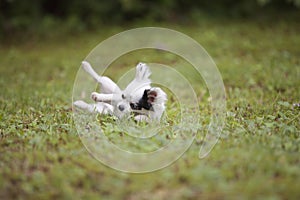 Long hair Chihuahua in the summer time