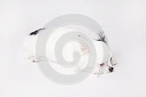 Long hair Chihuahua on a white background