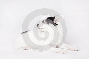 Long hair Chihuahua on a white background