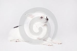 Long hair Chihuahua on a white background