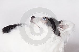 Long hair Chihuahua on a white background