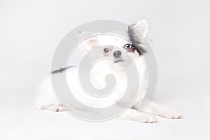 Long hair Chihuahua on a white background